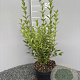 Ligustrum ovalifolium 30-40 cm 3,0L
