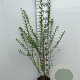 Ligustrum vulg. 'Atrovirens' 100-125 cm 5,0L