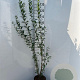 Ligustrum vulg. 'Atrovirens' 100-125 cm 5,0L