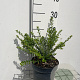 Lonicera nit. 'Elegant' GM 2,0L