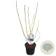 Magnolia kobus 40-50 cm 3,0L