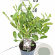 Magnolia stellata 40-50 cm 3,0L