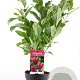 Magnolia 'Susan' 40-50 cm 3,0L