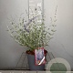 Perovskia 'Blue Spire' 30-40 cm 3,0L