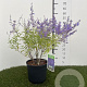 Perovskia 'Blue Spire' 30-40 cm 3,0L