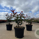 Photinia fraseri Carré Rouge 30-40 cm 3,0L