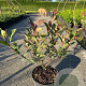 Photinia fraseri Carré Rouge 30-40 cm 3,0L