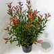 Photinia fraseri Carré Rouge 50-60 cm 10L