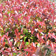 Photinia fraseri 'Red Robin Tosca' 50-60 cm 5,0L