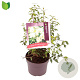 Philadelphus 'Lemoinei' 30-40 cm 3,0L