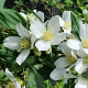 Philadelphus 'Mont Blanc' 30-40 cm 3,0L