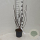 Physocarpus opulif. 'Diabolo' 30-40 cm 3,0L