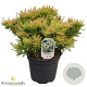 Pieris jap. 'Cupido' 40-50 cm 10L