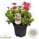 Pieris jap. 'Mountain Fire' 40-50 cm 10L