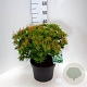 Pieris jap. 'Purity' 40-50 cm 10L