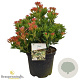 Pieris jap. 'Temple Bells' 40-50 cm 10L