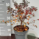Prunus incisa 'Kojou-no-mai' 40-50 cm 5,0L