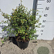 Prunus incisa 'Kojou-no-mai' 50-60 cm 10L