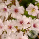 Prunus incisa 'Mikinori' 50-60 cm 10L