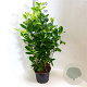 Prunus l. 'Angustifolia' 70-80 cm 7,5L