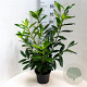 Prunus l. 'Caucasica' 60-80 cm 5,0L