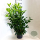 Prunus l. 'Herbergii' 70-80 cm 7,5L