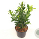 Prunus l. Otto Supreme 30-40 cm 3,0L