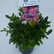 Rhododendron (AJ) 'Ageeth' 50-60 cm 20L