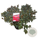 Rhododendron (AJ) 'Arabesk' 40-50 cm 10L