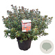 Rhododendron (AJ) 'Addy Wery' 40-50 cm 10L