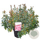 Rhododendron (AJ) 'Blaauw's Pink' 40-50 cm 10L