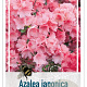 Rhododendron (AJ) 'Blaauw's Pink' 50-60 cm 20L