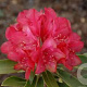 Rhododendron (Y) 'Bohl Roter Stern' 40-50 cm 20L