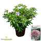 Rhododendron 'Cosmopolitan' 70-80 cm 40L