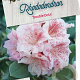 Rhododendron 'Double Dots' 50-60 cm 10L