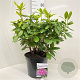 Rhododendron 'Delta' 50-60 cm 10L