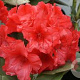 Rhododendron (Y) 'Dopey' 40-50 cm 20L
