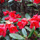 Rhododendron dichr. scyphocalyx 60-70 cm 20L