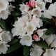 Rhododendron (Y) 'Edelweiss' 40-50 cm 20L