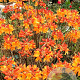 Rhododendron (AJ) 'Florida' 50-60 cm 20L