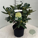 Rhododendron 'Horizon Monarch' 50-60 cm 10L