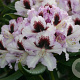 Rhododendron 'Hachmann's Pinguin' 80-100 cm cont. 80L