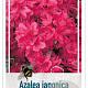 Rhododendron (AJ) 'Isabel' 40-50 cm 10L