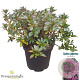 Rhododendron (AJ) 'Königstein' 40-50 cm 10L