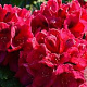 Rhododendron 'Lord Roberts' 20-25 cm 3,0L