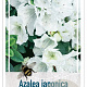 Rhododendron (AJ) 'Mémé' 50-60 cm 20L