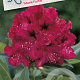 Rhododendron 'Marie Forte' 50-60 cm 20L