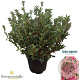Rhododendron (AJ) 'Mad. van Hecke' 40-50 cm 10L