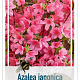 Rhododendron (AJ) 'Mad. van Hecke' 50-60 cm 20L