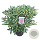 Rhododendron 'Marcel Menard' 60-70 cm 20L